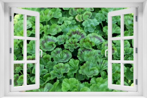 Fototapeta Naklejka Na Ścianę Okno 3D - Close up of green leaves for backgrounds