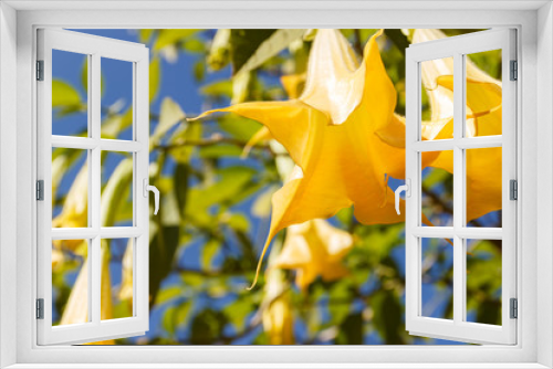 Fototapeta Naklejka Na Ścianę Okno 3D - yellow datura flower