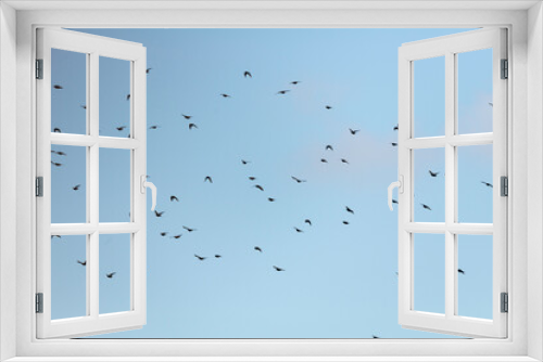 Fototapeta Naklejka Na Ścianę Okno 3D - Etourneau sansonnet,. Sturnus vulgaris, Common Starling, migration