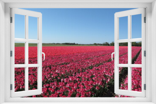 Fototapeta Naklejka Na Ścianę Okno 3D - tulip fields at the same time, with a blue sky in the background