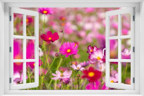 Fototapeta Naklejka Na Ścianę Okno 3D - 秋の野に咲くピンク色のコスモス