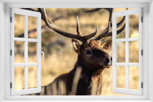 Fototapeta Naklejka Na Ścianę Okno 3D - Bull Elk in Rocky Mountain National Park	
