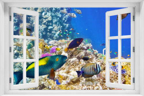 Fototapeta Naklejka Na Ścianę Okno 3D - Underwater world with corals and tropical fish.