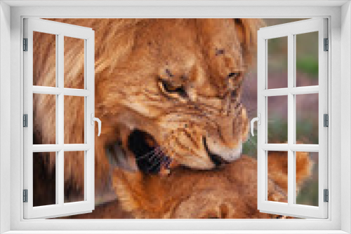 Fototapeta Naklejka Na Ścianę Okno 3D - lions