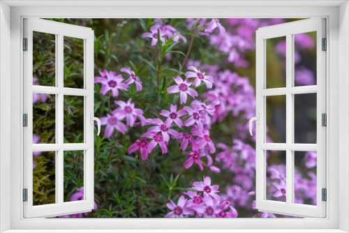 Fototapeta Naklejka Na Ścianę Okno 3D - ひっそりと咲く満開の赤紫の芝桜