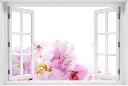 Fototapeta Naklejka Na Ścianę Okno 3D - Cherry blossom, flowers isolated on white background