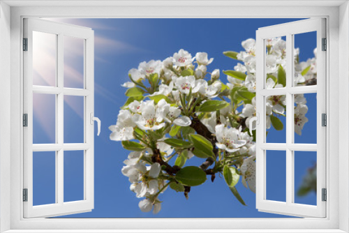 Fototapeta Naklejka Na Ścianę Okno 3D - Apfelbaumblüte
