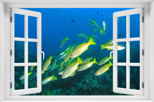 Fototapeta Naklejka Na Ścianę Okno 3D - School Snapper fish