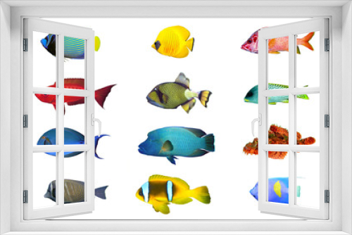 Fototapeta Naklejka Na Ścianę Okno 3D - Fish species -  index of red sea fish isolated on white