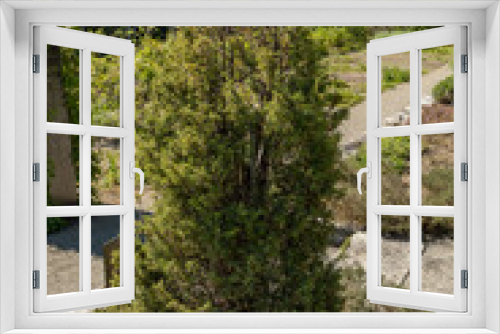 Fototapeta Naklejka Na Ścianę Okno 3D - Common juniper or Juniperus Communis plant in Saint Gallen in Switzerland