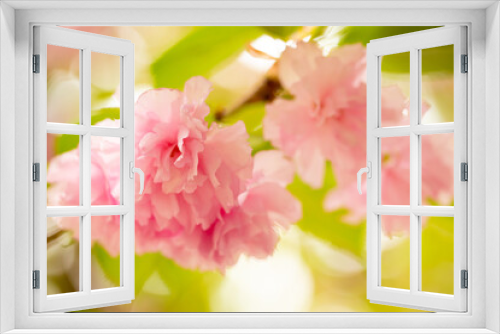 Fototapeta Naklejka Na Ścianę Okno 3D - Sakura. Cherry blossom, branches with flowers sway in the wind. Pink flowers of the sakura tree. Spring landscape with flowering trees. Beautiful nature on a sunny day.