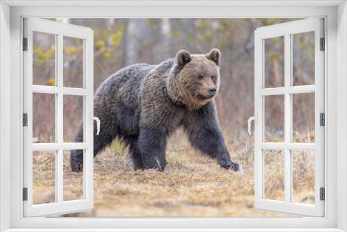 Fototapeta Naklejka Na Ścianę Okno 3D - Eurasian brown bear waking up from hibernation