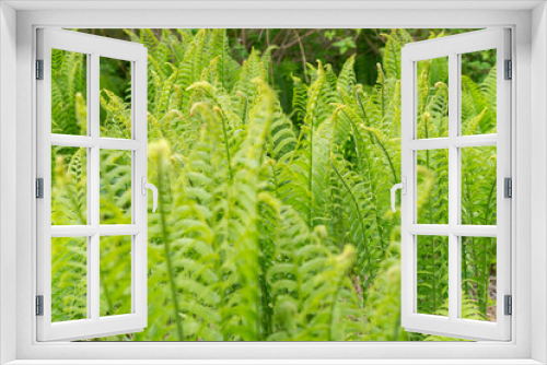 Fototapeta Naklejka Na Ścianę Okno 3D - shallow depth of field focus on common garden ferns in spring on an overcast day