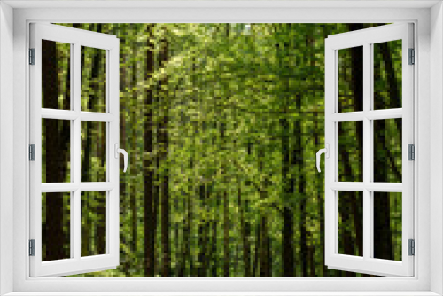 Fototapeta Naklejka Na Ścianę Okno 3D - A winding dirt path through a lush forest landscape