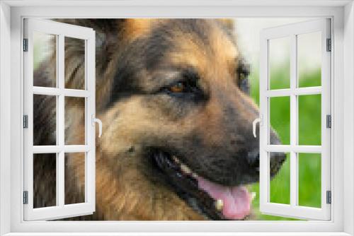 Fototapeta Naklejka Na Ścianę Okno 3D - Portrait of a wolfhound dog.