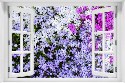 Fototapeta Naklejka Na Ścianę Okno 3D - Moss phlox