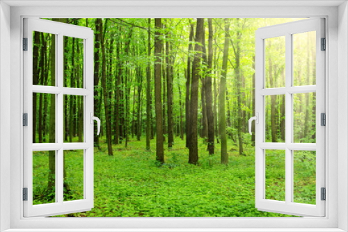 Fototapeta Naklejka Na Ścianę Okno 3D - sunlight forest