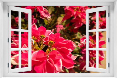 Fototapeta Naklejka Na Ścianę Okno 3D - Poinsettia lose-up of a bright pink flower illuminated by sunlight. full bloom, basking under the sunlight. The flower’s bright pink bracts are spread out, revealing the small green and yellow flowers