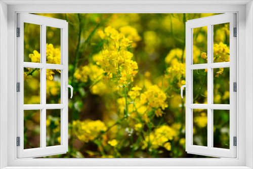 Fototapeta Naklejka Na Ścianę Okno 3D - Yellow rape flower bloom in the farm