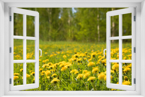 Fototapeta Naklejka Na Ścianę Okno 3D - Nature Spring Landscape with Yellow taraxacum Flowers