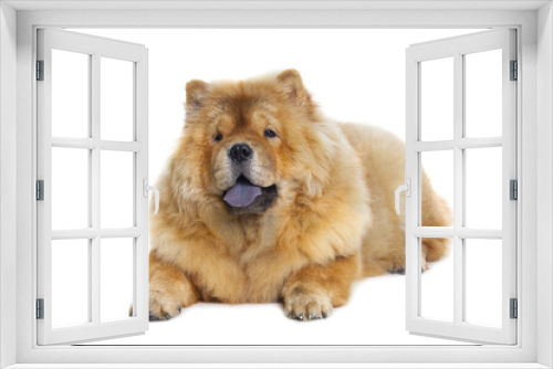 Fototapeta Naklejka Na Ścianę Okno 3D - chow-chow dog