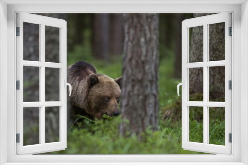 Fototapeta Naklejka Na Ścianę Okno 3D - Brown bear - close encounter with a wild brown bear eating in the forest and mountains of the Notranjska region in Slovenia
