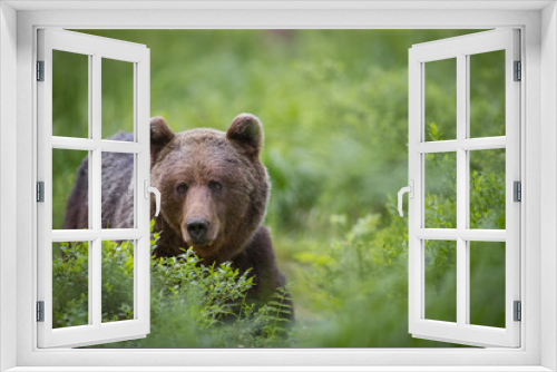 Fototapeta Naklejka Na Ścianę Okno 3D - Brown bear - close encounter with a wild brown bear eating in the forest and mountains of the Notranjska region in Slovenia