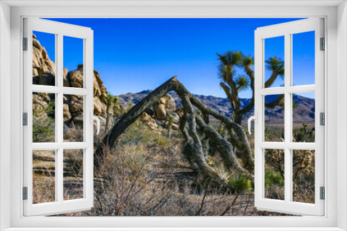 Fototapeta Naklejka Na Ścianę Okno 3D - Rock landscape, Yucca Brevifolia Mojave Desert Joshua Tree National Park, CA