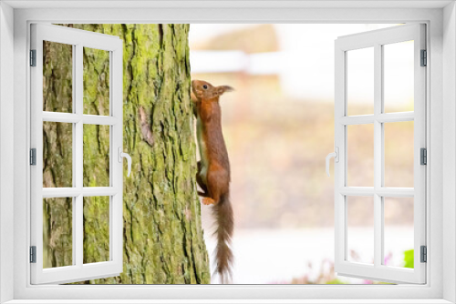 Fototapeta Naklejka Na Ścianę Okno 3D - cute young squirrel portrait on tree at park, wildlife