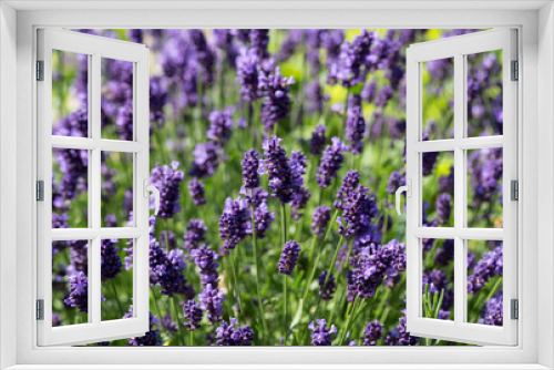 Fototapeta Naklejka Na Ścianę Okno 3D - Garden with the flourishing lavender