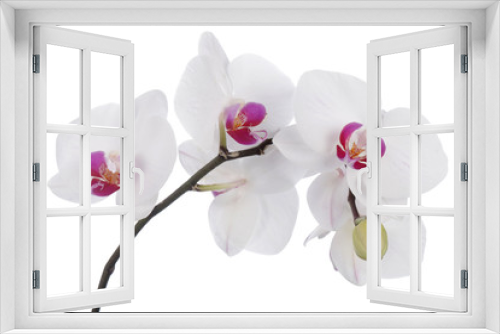Fototapeta Naklejka Na Ścianę Okno 3D - Orchid flower on a white background