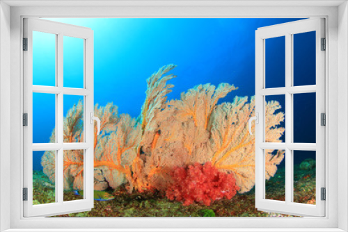 Fototapeta Naklejka Na Ścianę Okno 3D - Coral Reef Underwater