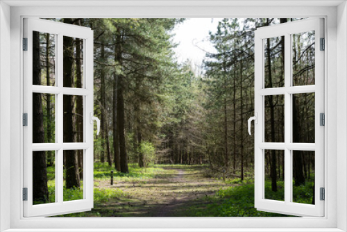 Fototapeta Naklejka Na Ścianę Okno 3D - Forrest trees with path in the middle