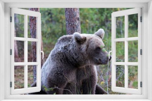 Fototapeta Naklejka Na Ścianę Okno 3D - View of brown bear