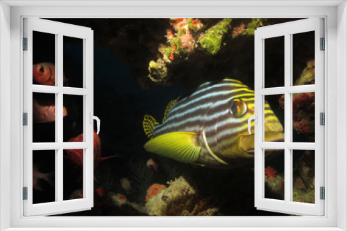 Fototapeta Naklejka Na Ścianę Okno 3D - marine fish
