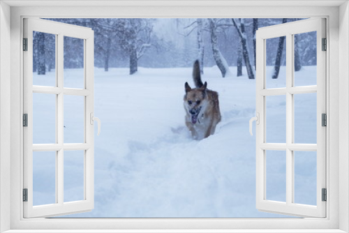 Fototapeta Naklejka Na Ścianę Okno 3D - A dog is walking on a snow