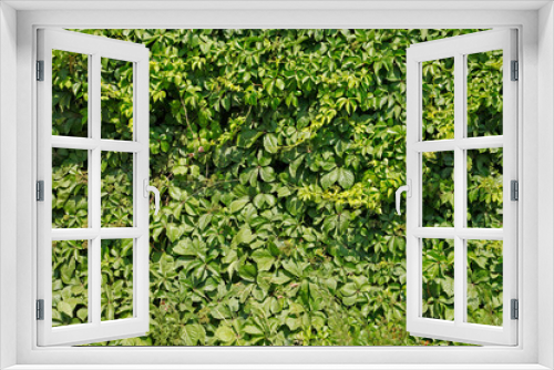 Fototapeta Naklejka Na Ścianę Okno 3D - Green wall background of Boston ivy, [Parthenocissus tricuspidata]