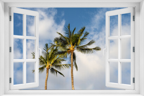 Fototapeta Naklejka Na Ścianę Okno 3D - Bright light of day on a palm tree with a blue sky and white clouds behind, as a tropical nature background
