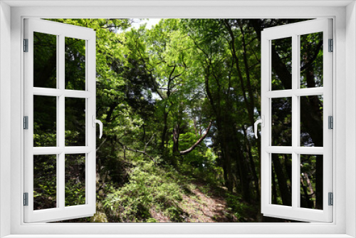 Fototapeta Naklejka Na Ścianę Okno 3D - 森の中の自然風景