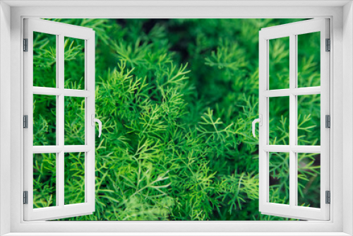 Fototapeta Naklejka Na Ścianę Okno 3D - Green dill leaves in the garden. Organic farm. Healthy eating. Foods rich in vitamins. Agricultural industry. Natural background. Fragrant seasoning.