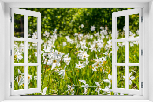 Fototapeta Naklejka Na Ścianę Okno 3D - daffodil (Narcissus poeticus subsp. radiiflorus) on a meadow in the austrian national park kalkalpen near molln, upper austria