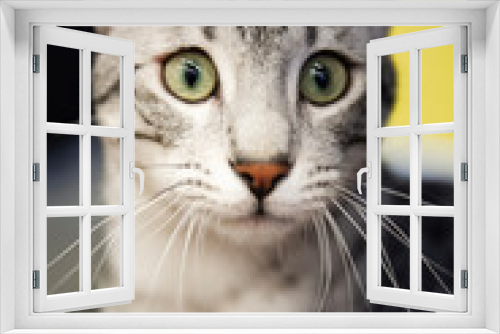 Fototapeta Naklejka Na Ścianę Okno 3D - Porträt einer Egyptian Mau Katze