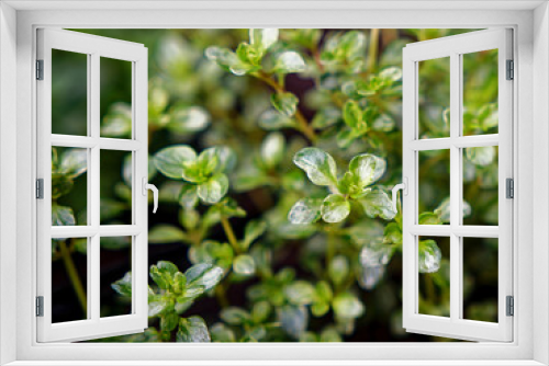 Fototapeta Naklejka Na Ścianę Okno 3D - Green thyme plant outdoors