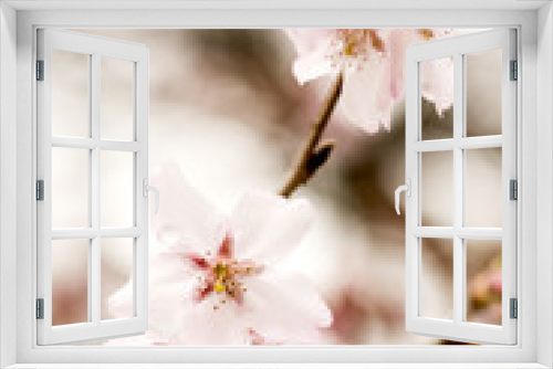 Fototapeta Naklejka Na Ścianę Okno 3D - 高遠小彼岸桜の花