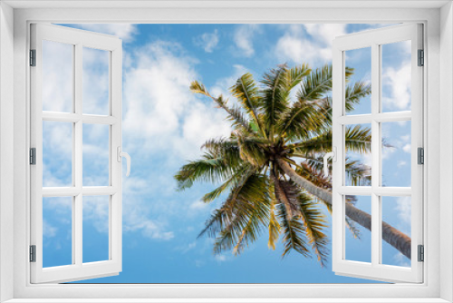 Fototapeta Naklejka Na Ścianę Okno 3D - Coconut tree on daylight