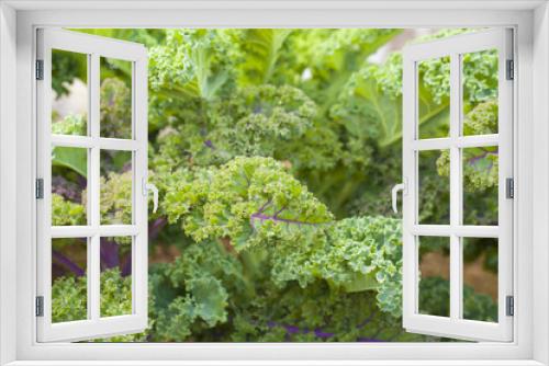 Fototapeta Naklejka Na Ścianę Okno 3D - Fresh green curly kale vegetable in the garden