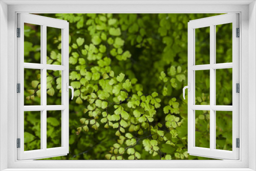 Fototapeta Naklejka Na Ścianę Okno 3D - maidenhair fern, close up texture of maidenhair fern in nature