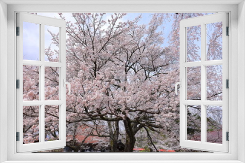 Fototapeta Naklejka Na Ścianę Okno 3D -  Cherry trees near Otsuyama Jisso Temple at Mukawacho Yamataka, Hokuto, Yamanashi, Japan