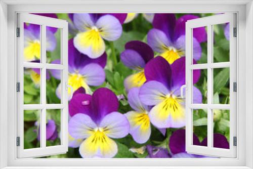 Fototapeta Naklejka Na Ścianę Okno 3D - Fleurs de viola