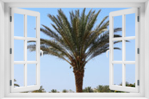 Fototapeta Naklejka Na Ścianę Okno 3D - Palm tree against blue sky. Tropical nature